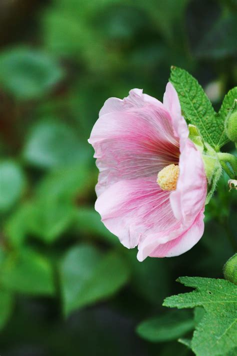 The hot days and cool nights in reno seem to fade into each other amid all the glamour and glitz of the various casinos, restaurants and other. Pink Flower - Reno, NV - Photo taken by Natalie Lumbo ...