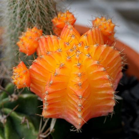 There is a wide range of companion plants that will bring out the best qualities of your succulents and share their space with a serene balance. Orange Cactus Flower | Cactus, Cacti and succulents ...