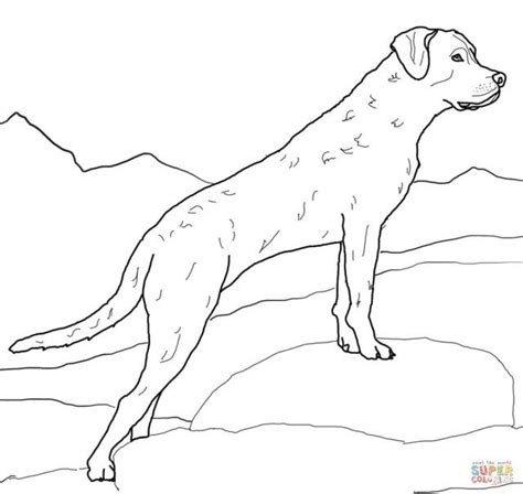 Jump down to these coloring pages on this dog page: 27+ Amazing Picture of Golden Retriever Coloring Page ...