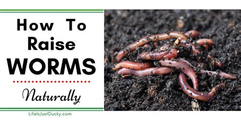 Our red wigglers are the perfect live bait for your next fishing trip. Pin on Vegetable garden soil