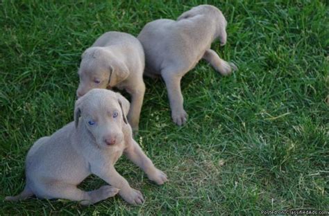 AKC Weimeraner Puppies for Sale in Salem, Oregon ...