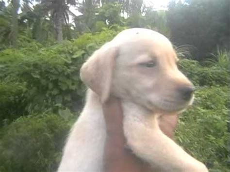 Why buy a labrador retriever puppy for sale if you can adopt and save a life? Labrador Puppies in Sri Lanka (2014) - YouTube