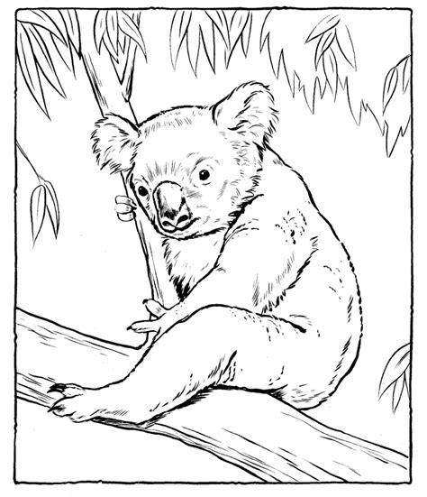 By the bear coloring pages, you will able to tell your kids that there is actually a bear which is white, named polar bear. Koala coloring pages to download and print for free