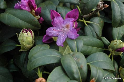 Beloved for generations, this heirloom plant finds an honored place in gardens of all types. Rhododendron Purpureum Elegans