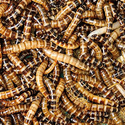 Ad by global usa green card. About Mealworms | EntoBlog