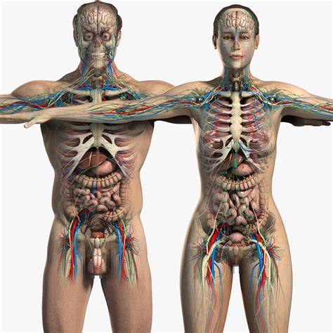 Every day new 3d models from all over the world. essentials male female anatomy 3d model