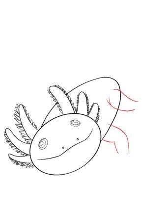 Derpy axolotl axolotl vector axolotl base anime axolotl drawings armadillo drawing easy axolotl diagram axolotl wooper axolotl crafts axolotl character axolotl fish drawing axolotl drawing deviantart axolotl fursona cute axolotl ocs axolotl transparent pink axolotl drawing axolotl. How To Draw An Axolotl - Draw Central