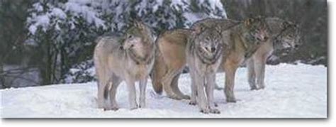 Nouveautés ou anciens hits, toutes les paroles de jeune loup sont disponibles sur paroles.net. La meute - Sur la piste du loup