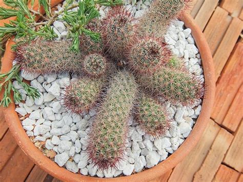 How often should i water my cactus? Mammillaria - Varieties & Care Instructions | Green and ...