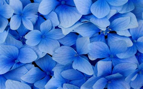 Here's what you'll need beforehand (not included with your purchase): Blue Flowers Wallpaper | Blue flower wallpaper, Blue ...