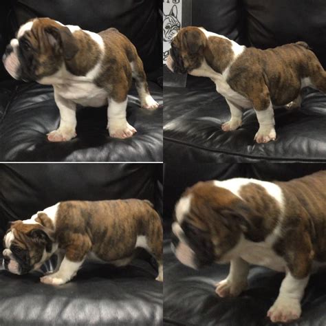 She is available for deposit along with 3. English Bulldog Puppies For Sale | Worcester, MA #179319