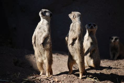 Meerkats at Cheyenne Mountain Zoo | Cheyenne mountain zoo, Cheyenne mountain, Animals
