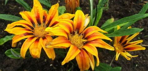 Easily grown from gazania kiss orange seeds and commonly called treasure flower. Gazania, Treasure Flower Gazania rigens 'Kiss Orange Flame'
