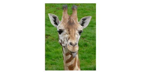 Please check the licence for this photo on flickr. Funny Giraffe Sticking Out Tongue! Postcard | Zazzle.com