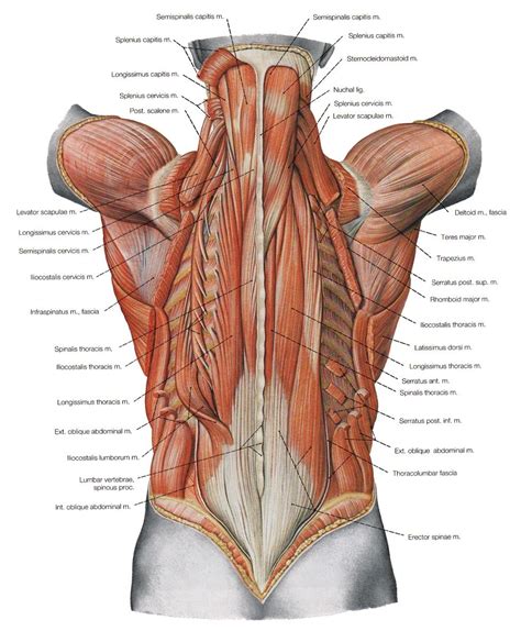 Altered trunk muscle recruitment in people with low back pain with upper limb movement at different speeds. Muscle Names Of Lower Back Lower Back Muscles Names Human ...