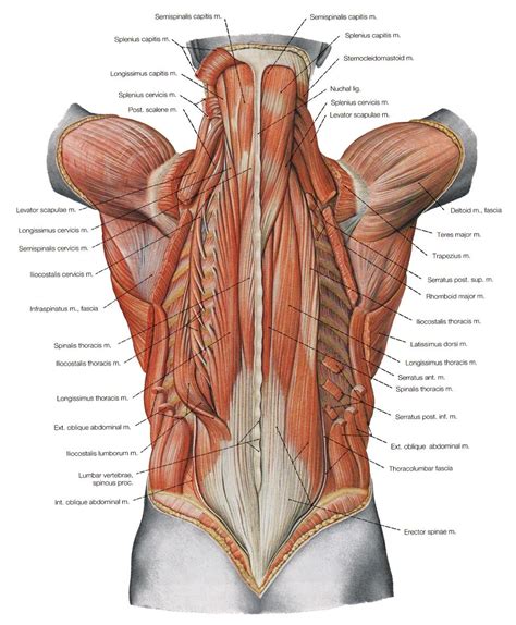 To build the back optimally, you should know the major muscles, their actions, and which exercises build muscles best. Muscle Names Of Lower Back Lower Back Muscles Names Human ...