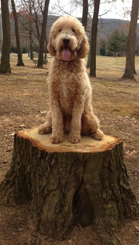 @curlywurlydoodle thank you for watching! 35 best Goldendoodle Haircuts images on Pinterest ...