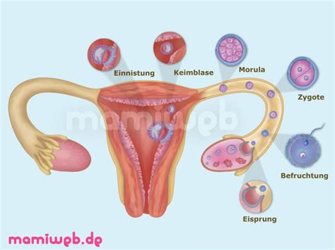 So ist der eisprung später. Einnistung (Nidation) - Mamiweb.de