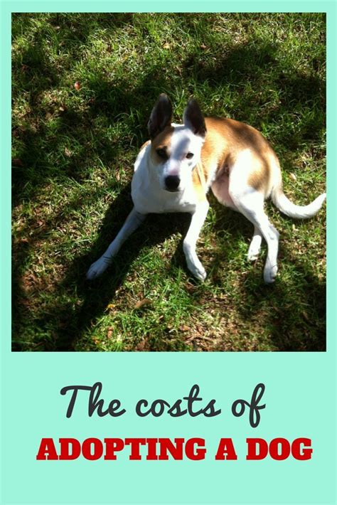 The pet euthanasia cost will vary by location and how and where you wish to have the procedure done. How much does it cost to get a dog? | Dog adoption, Dogs ...