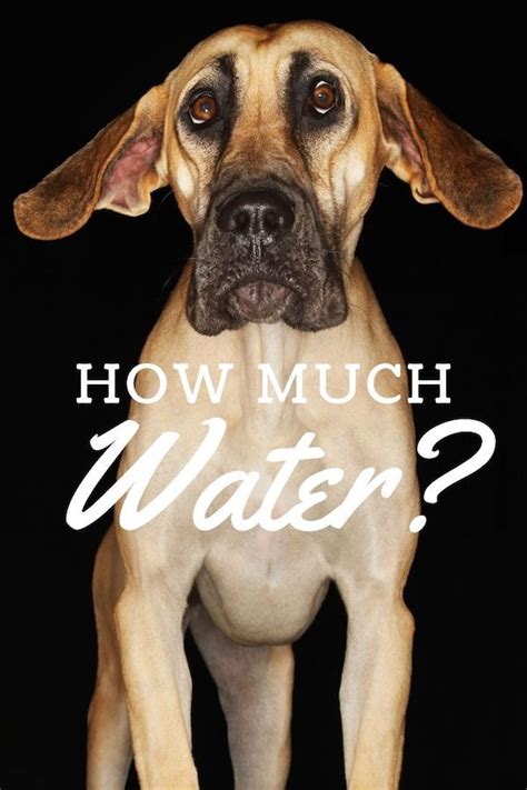Puppies are playful and curious. How Much Water Should I Give My Great Dane Puppy? | Great ...