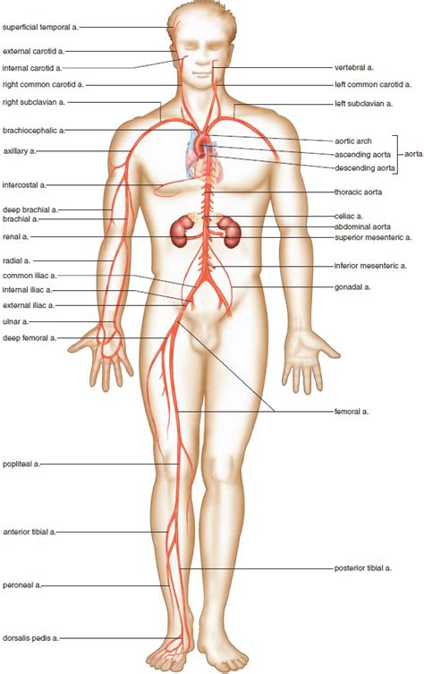 • the lack of blood flows to the blood vessels supplying the heart muscle. Circulatory Routes. Major Systemic Arteries. Major ...