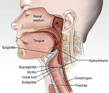 Traditionally the anatomy of the infrahyoid neck has been subdivided into a group of surgical triangles whose borders are readily palpable bones and. throat anatomy - Google Search | Throat anatomy, Nasal ...