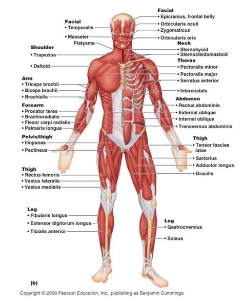 Scarica subito l'illustrazione vettoriale male muscular system full anatomical body diagram with muscle scheme vector illustration educational poster. Muscle System Diagram . Muscle System Diagram The Body ...