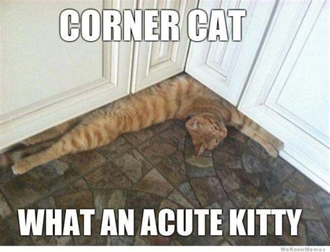 He had to be made to believe. CORNER CAT | Funny animal pictures, Funny animals, Cute animal pictures
