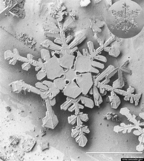 Instrumentation, methodology, biology, medicine, material science. Snowflakes Photographed By Low Temperature Scanning ...