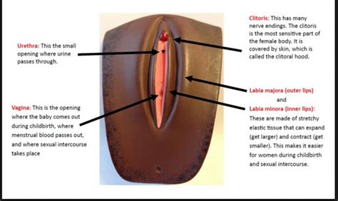 Learn about female parts with free interactive flashcards. Welcome to Boma Peters' Blog: HEALTH NUGGET:WHAT YOU NEED TO KNOW ABOUT FEMALE GENITAL MUTILATION