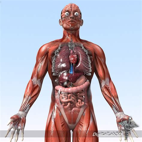 ,uscles of the human torso : Human Male Anatomy 3D Model MAX OBJ FBX C4D LWO LW LWS MA ...