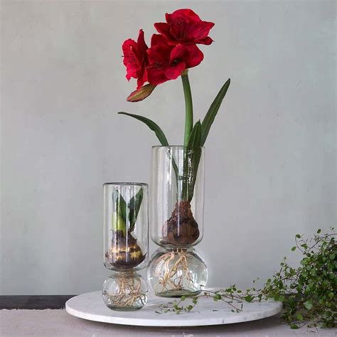 Costco tulip bulbs in vase price: Forcing Bulbs: How to Force Bulbs Indoors - Boxwood Ave in ...