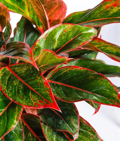 Aglaonema is a genus of flowering plants in the arum family, araceae. Buy Aglaonema Lipstick Online | Peppyflora