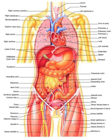 Attached to the bones of the skeletal system are about 700 named muscles that make up roughly half of a person's body weight. de Female Human Anatomy Organs Diagram mar webmds abdomen ...