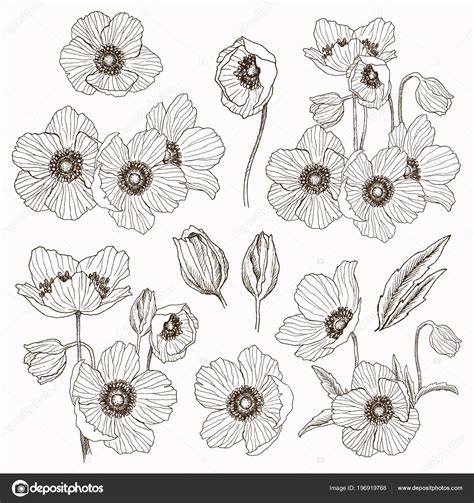 There are really only four simple steps for drawing an anemone flower. Anemone Fiore Disegno - The Black And White Patterns