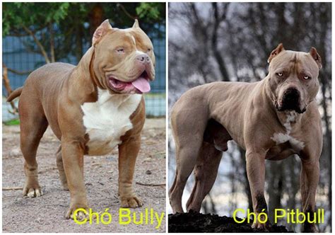 Theo đó, bully có nguồn gốc từ thái có giá trên 30 triệu đồng một bé. Chó Bully có những loại nào, đặc điểm và giá bán