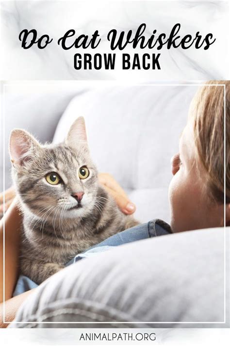 They grow back as mentioned. Do Cat Whiskers Grow Back? in 2020 | Cat whiskers, Cats ...