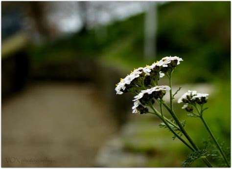 Maybe you would like to learn more about one of these? Ambiente Santo Tirso: Imagens/Fotos da NATUREZA do ...