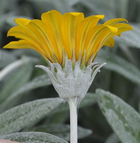 Gazania rigens, gazania splendens семейство астровые (asteraceae). Gazania rigens var. leucolaena - Изображение особи ...