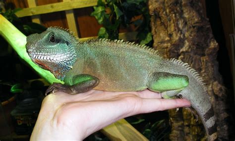 In general, it will take at least 2 years to reach near to maximum full size. Chinese Water Dragon | Male Chinese Water Dragon, Good ...
