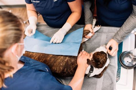 Serving pets of nashville, madison, rivergate, inglewood, hermitage and old hickory since the 1950's with passionate care and exceptional client experiences. Facility - All Animals Veterinary Clinic