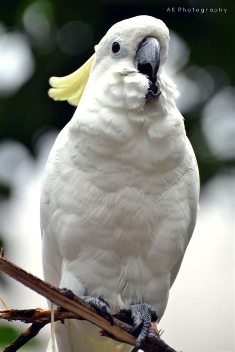 Check spelling or type a new query. Gambar Fauna Burung Kakak Tua - Gambar Burung