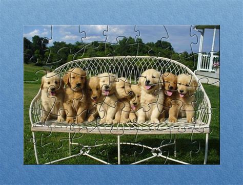 Prices may vary according to how titled the parents are (either in the show ring or as hunting dogs). Golden-Retriever-Puppies-Maryland