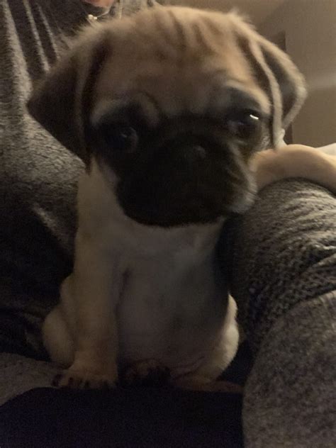 No teacup puppies or dogs of this breed for sale or they don't exist. Pug Life Puppies - Pugs, Pug Puppies, Monroe, Louisiana