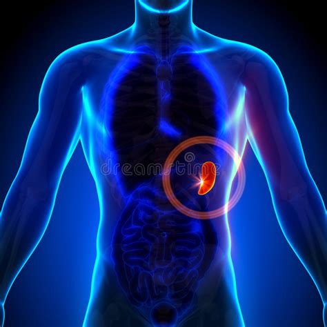 The pelvic internal organs which were considered beyond. Male Spleen And Abdominal Organs Stock Illustration - Illustration of system, stomach: 25406299