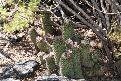 Cactus are great plants, for both pot and landscape cultivation. Mammillaria grahamii, Graham's Nipple Cactus, Southwest ...