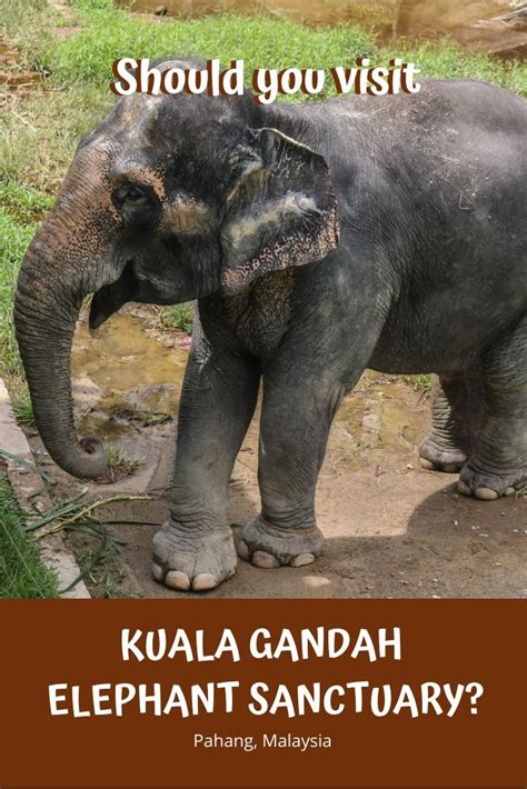 Kuala gandah a maláj állam által fenntartott elefánt központ, melynek célja az élőhelyüket elvesztett kuala gandah ingyenes, ugyanis az állam tartja fenn. Should you visit Kuala Gandah Elephant Sanctuary in 2020 ...