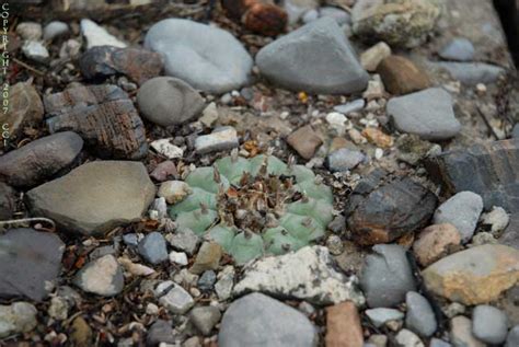 Peyote plants often have tubercles, which give the ribs a spiral appearance. Conservation Status of Peyote in Mexico