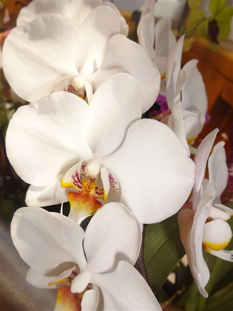 Maybe you would like to learn more about one of these? Orchideen | Orchideen, Garten