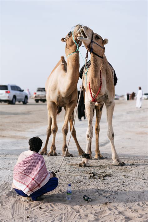 One of the highlights of the event is a 'camel beauty pageant', the only of its kind held in the world. Photos from the 2015 Miss Camel Beauty Contest - VICE